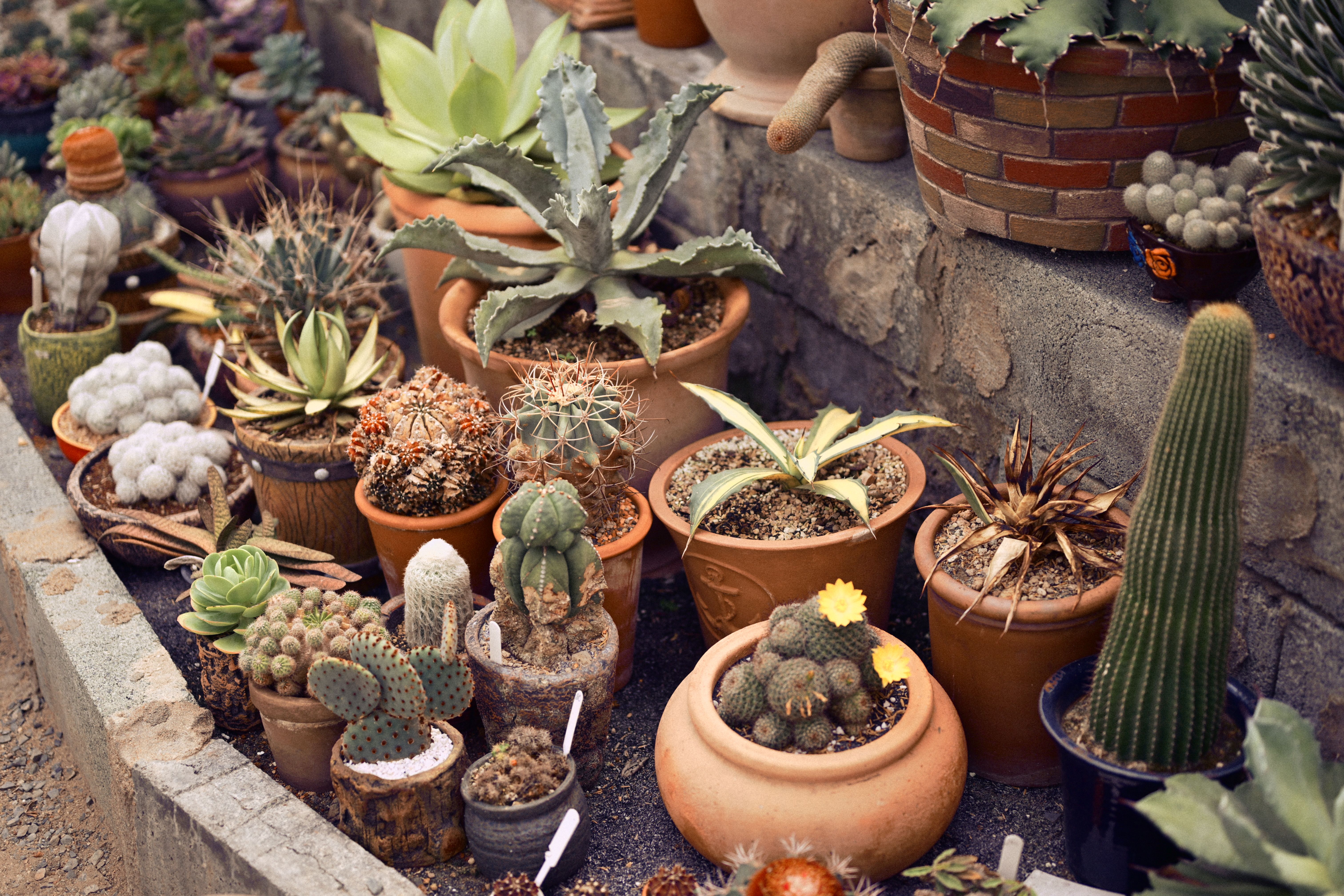 Container Gardening Tips That Aren't Obvious to Beginners