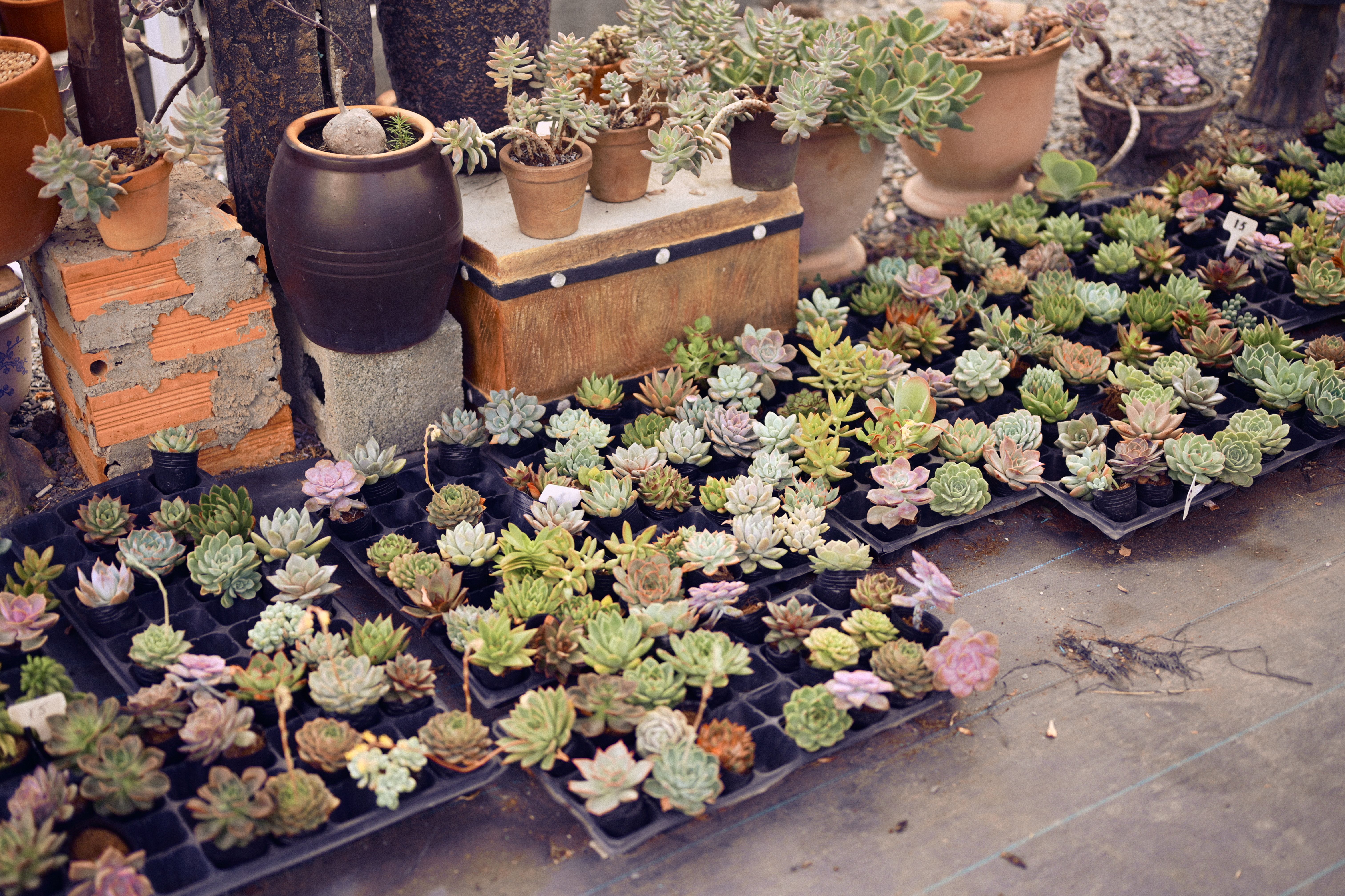 A diverse collection of succulent plants in various pots displayed outdoors in a garden.