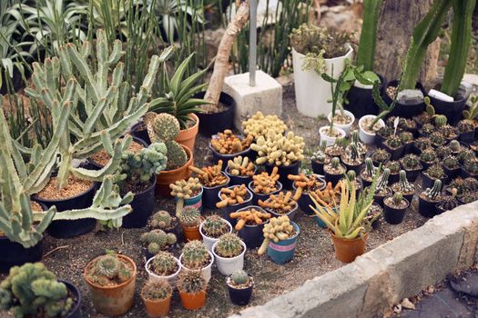A variety of cacti and succulents in pots arranged in an outdoor garden setting, showcasing diverse species.