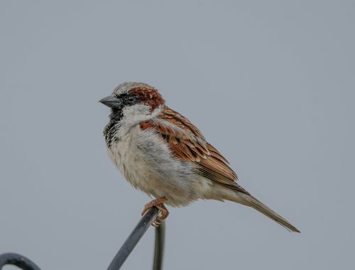 Free A detailed close-up of a house sparrow perched on a metal rod against a gray background. Stock Photo