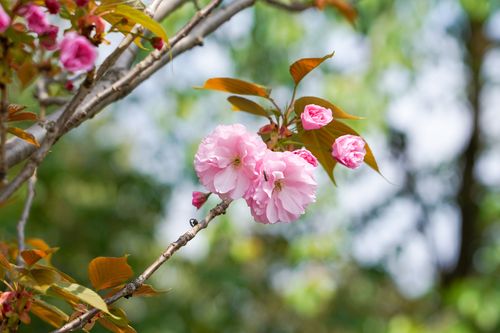 Free Close-up of delicate pink cherry blossoms in full bloom during spring. Stock Photo