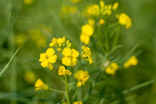 Free Close-up of vibrant yellow wildflowers in a spring meadow. Stock Photo