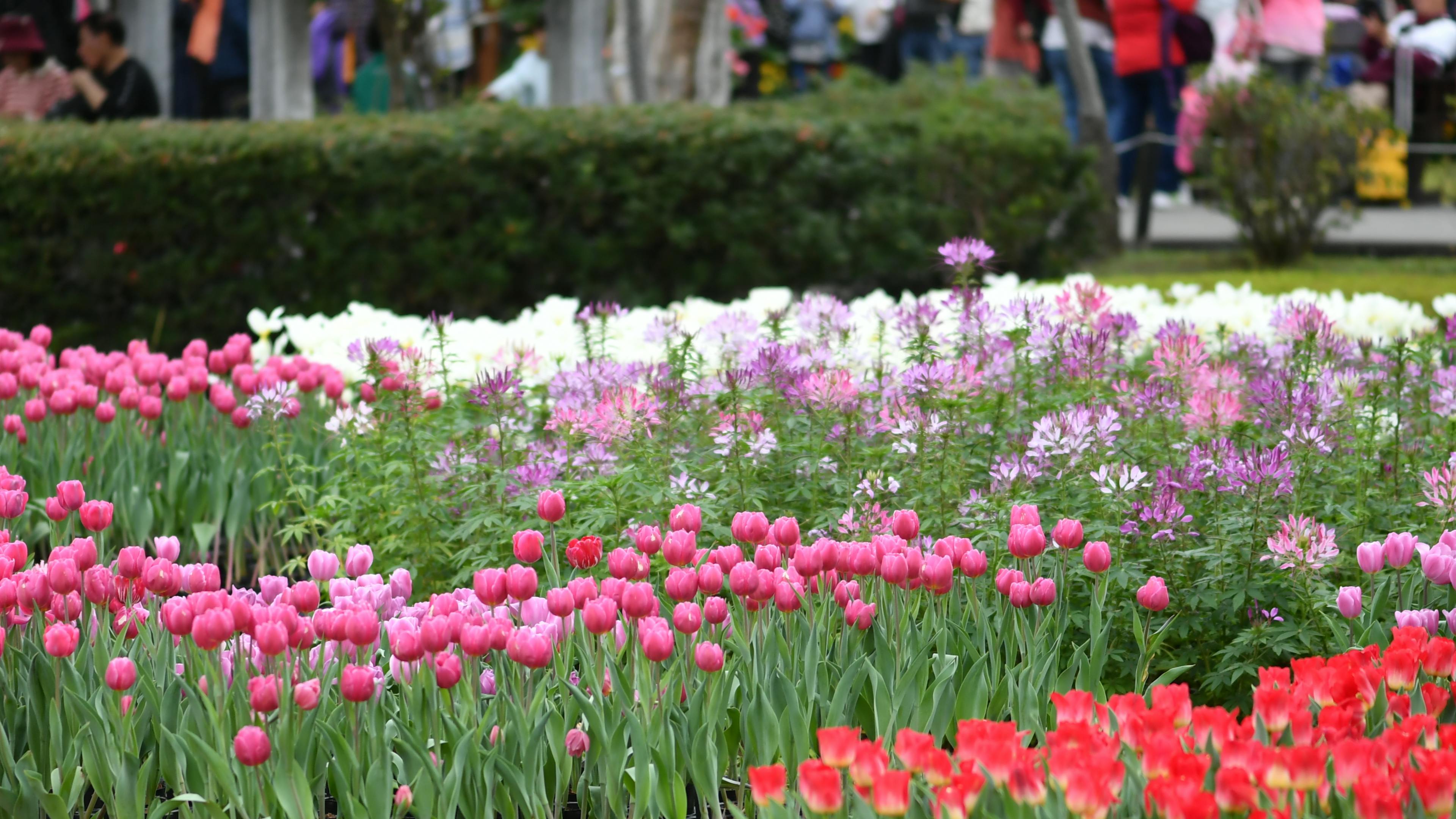 NC Azalea Festival begins search for new executive director — Photo by Chen Te on Pexels