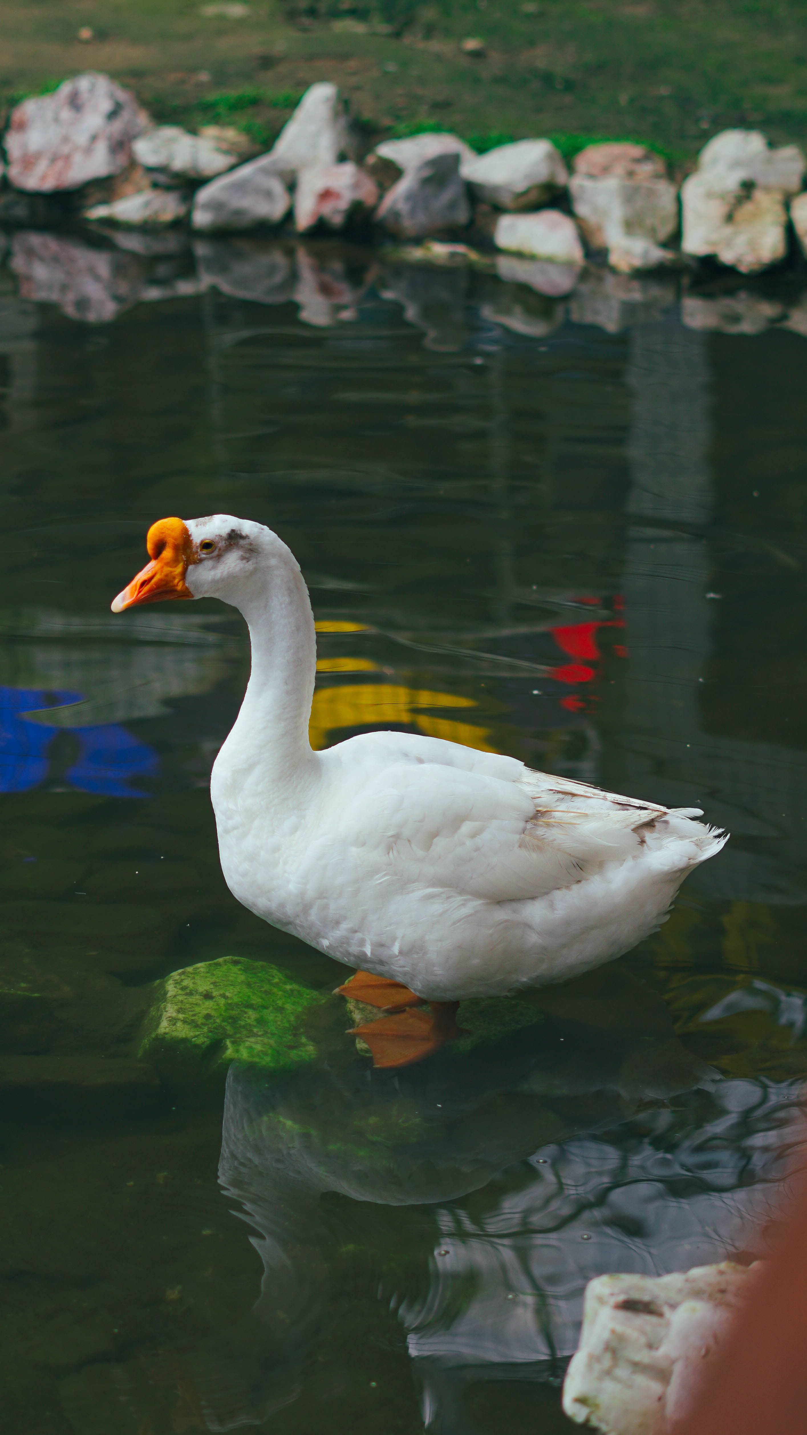A serene image of an Asian goose in a tranquil pond at Cameron Highlands, Malaysia.