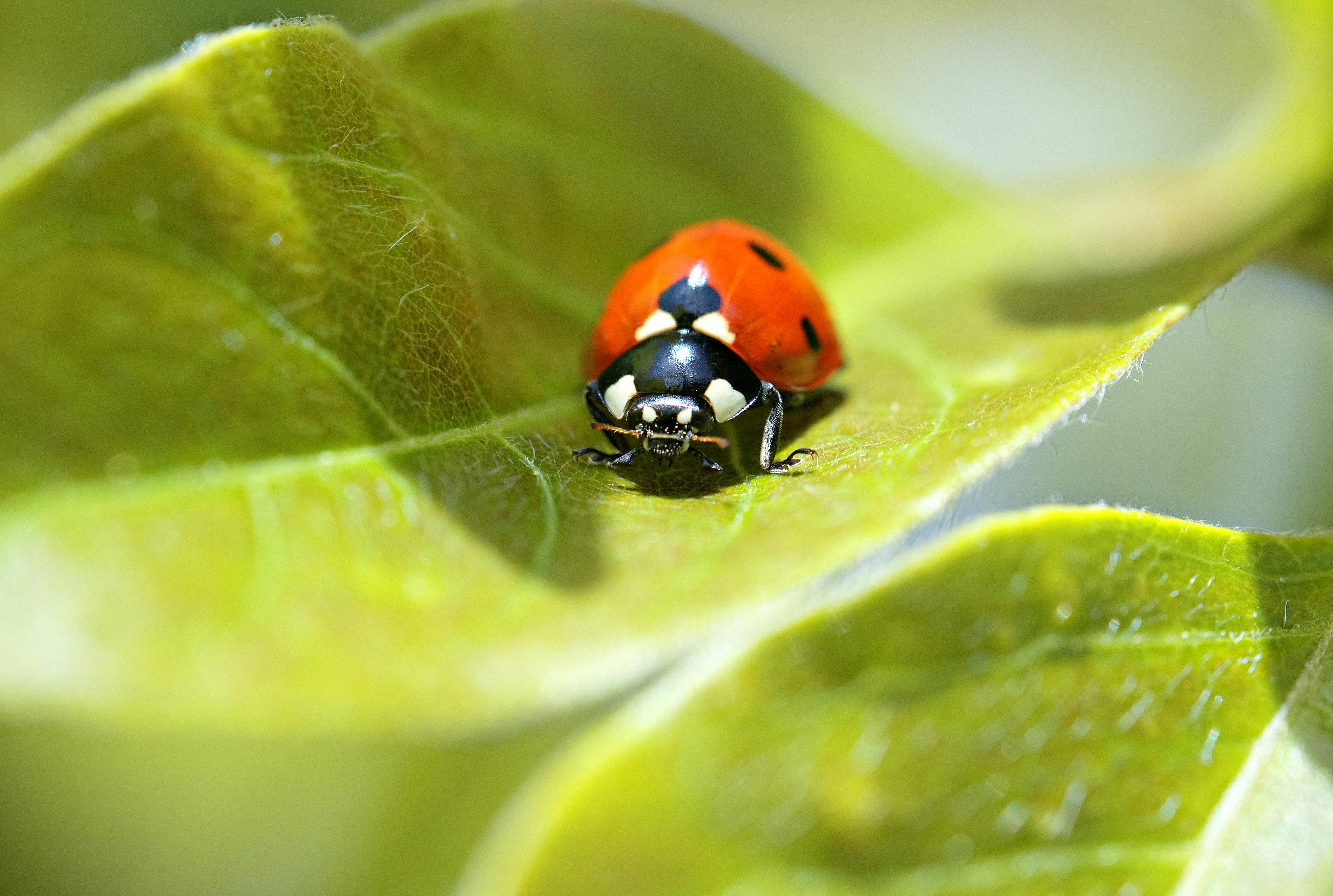 Is your bug spray pet-safe? Here’s how to keep your home bug-free and your pets healthy — Photo by Tobias Eicher on Pexels