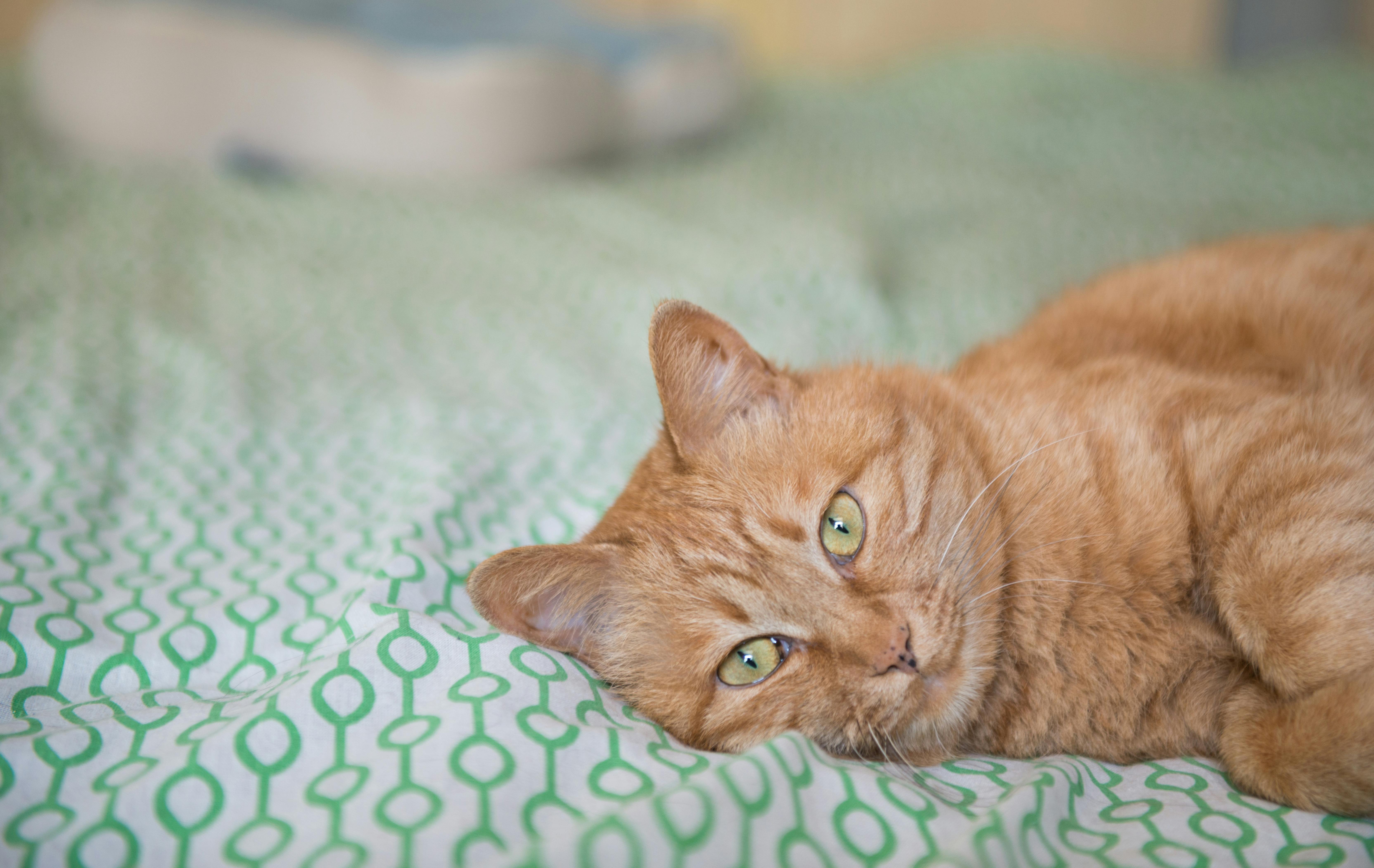 Free stock photo of cat, cats