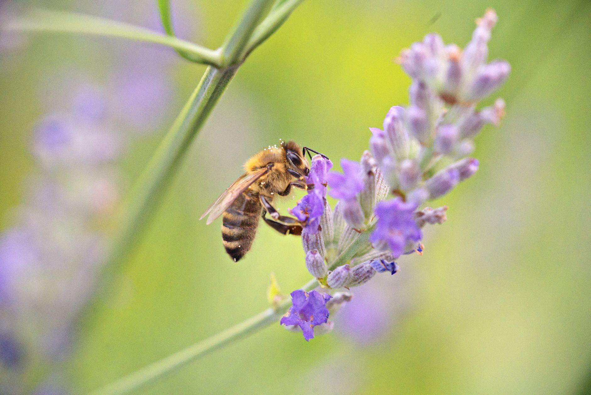 Bienensummen im Sommergarten