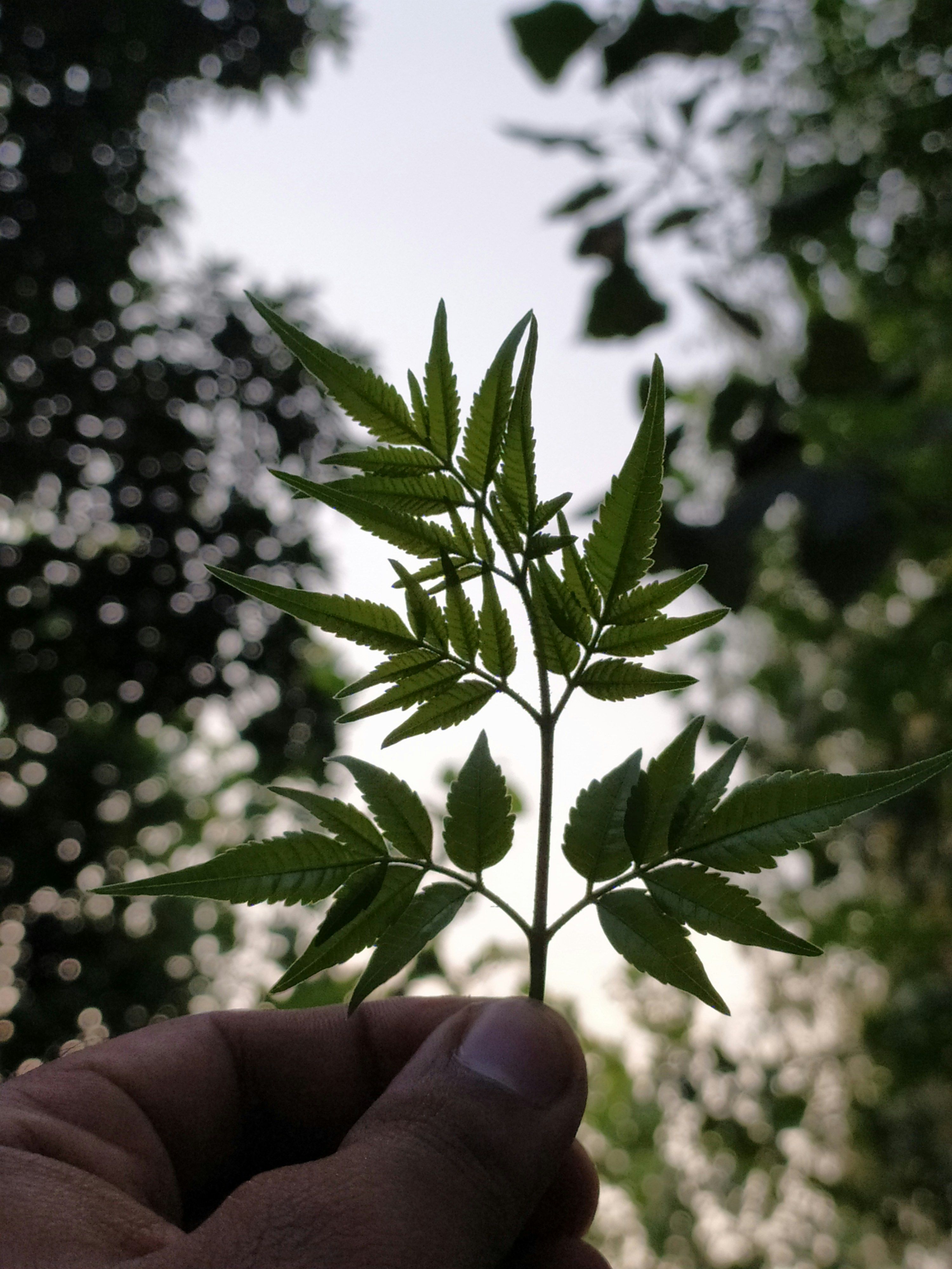 A close-up of neem leaves held against a bright sky in Manali, India.