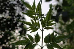 A close-up of neem leaves held against a bright sky in Manali, India.