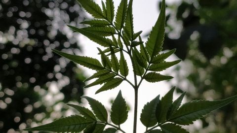 A close-up of neem leaves held against a bright sky in Manali, India.