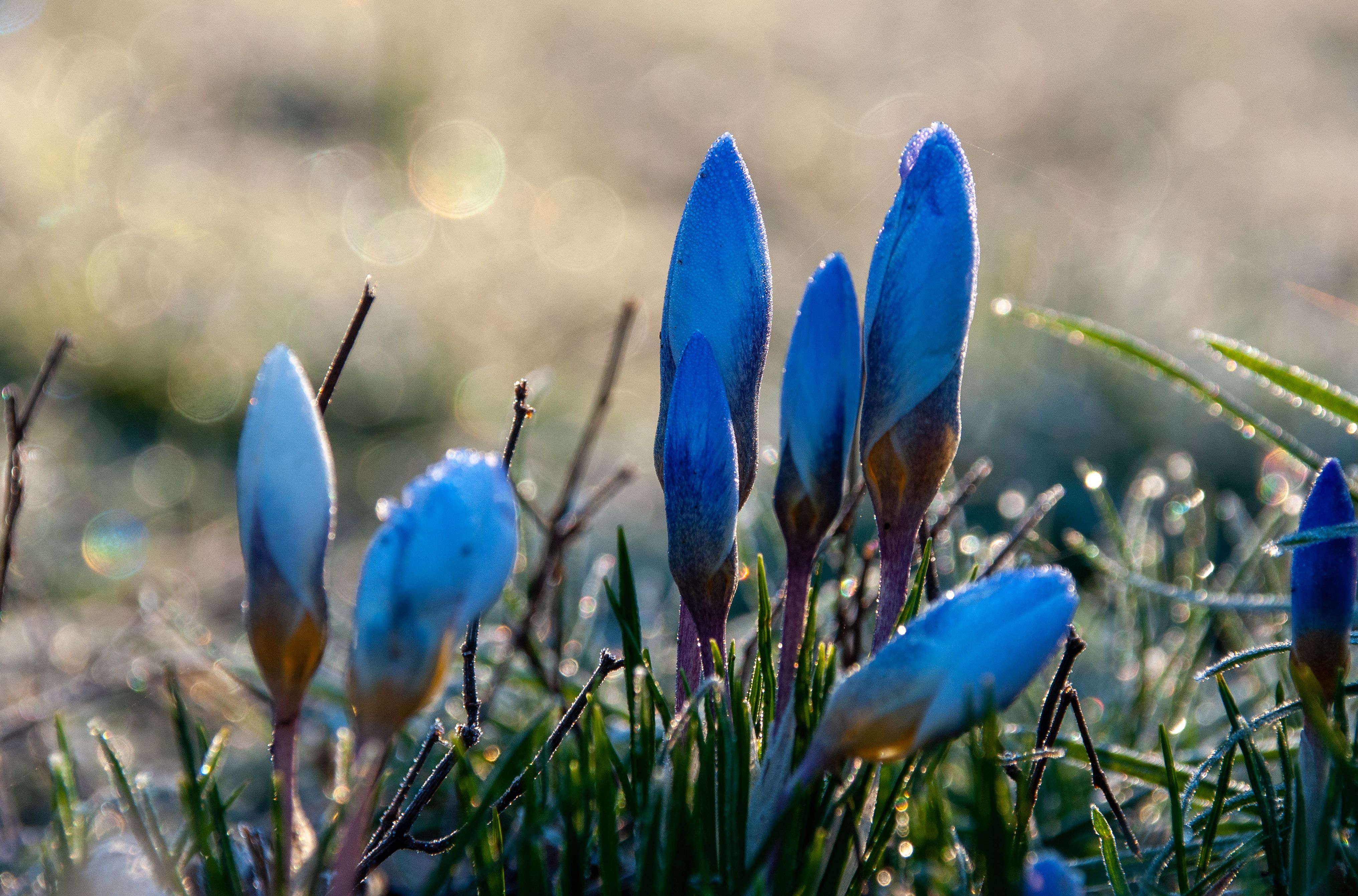 Vibrant Blue Crocus Buds on Dewy Spring Morning · Free Stock Photo