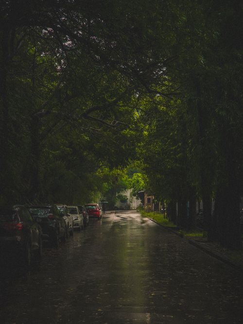 Free A tranquil street scene featuring parked cars and lush green trees under a rainy sky. Stock Photo