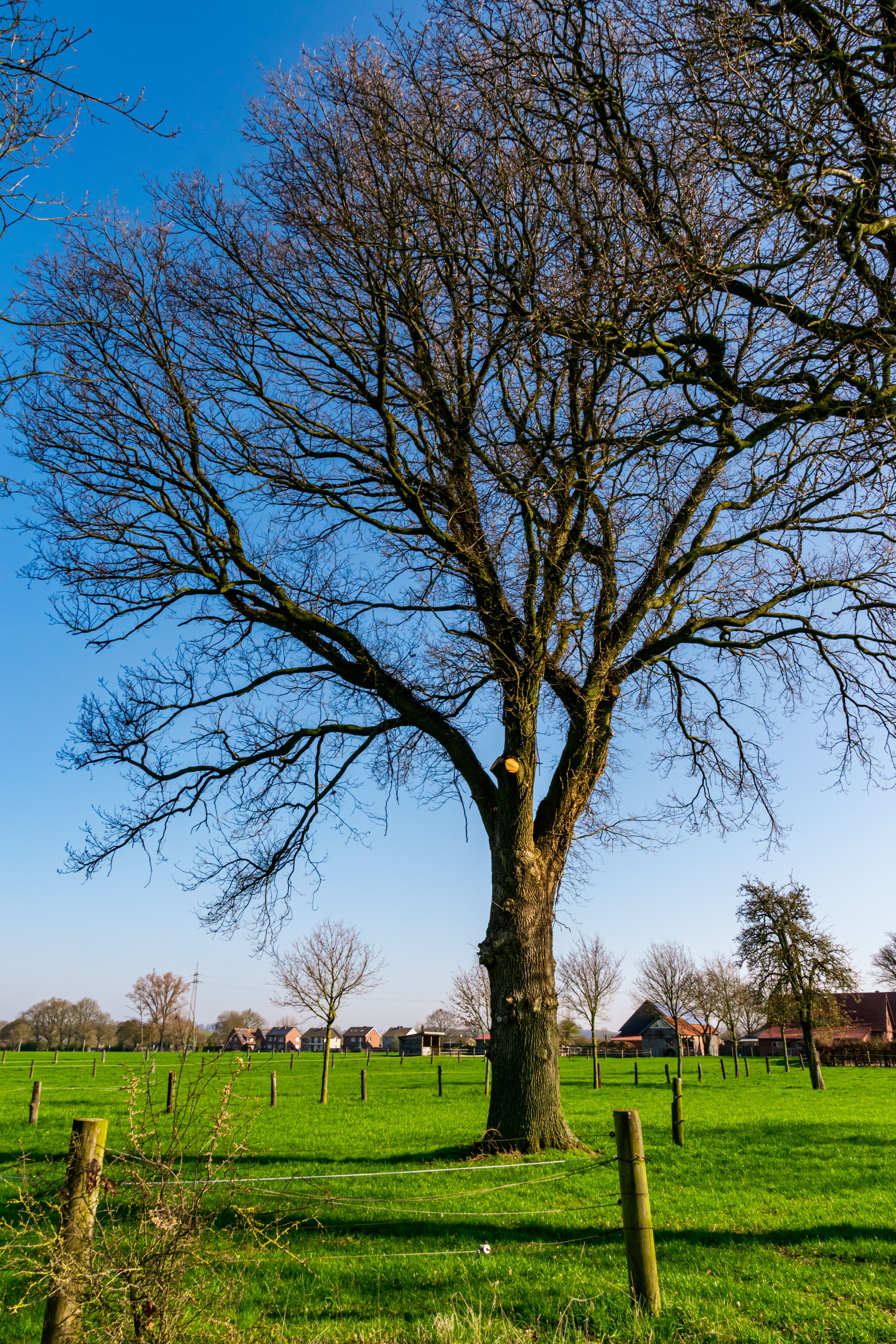 Majestic Oak Tree in Rural Coesfeld Landscape · Free Stock Photo