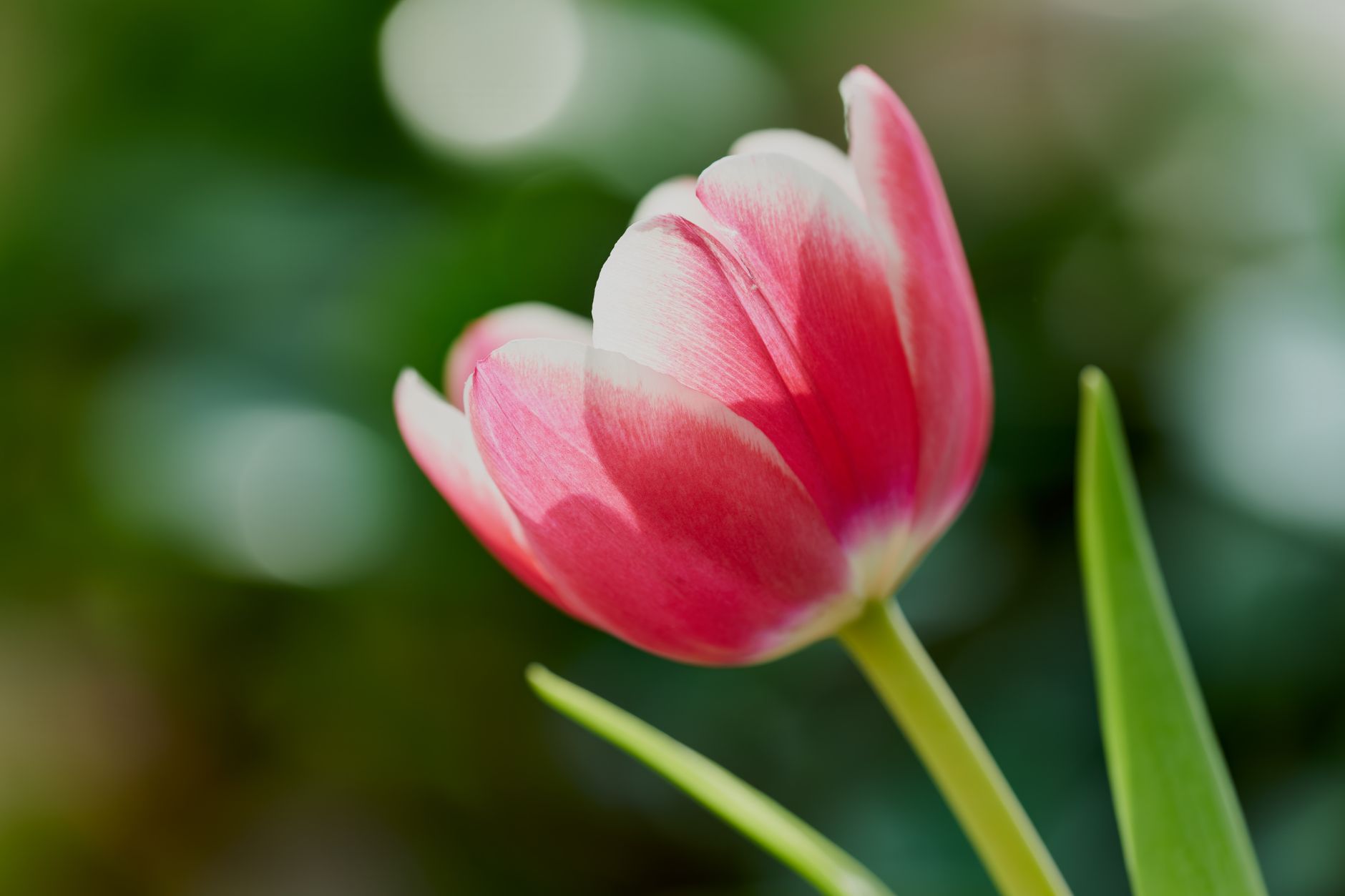 Close-up of a vibrant pink tulip blooming outdoors with soft focus background, captured in England.
