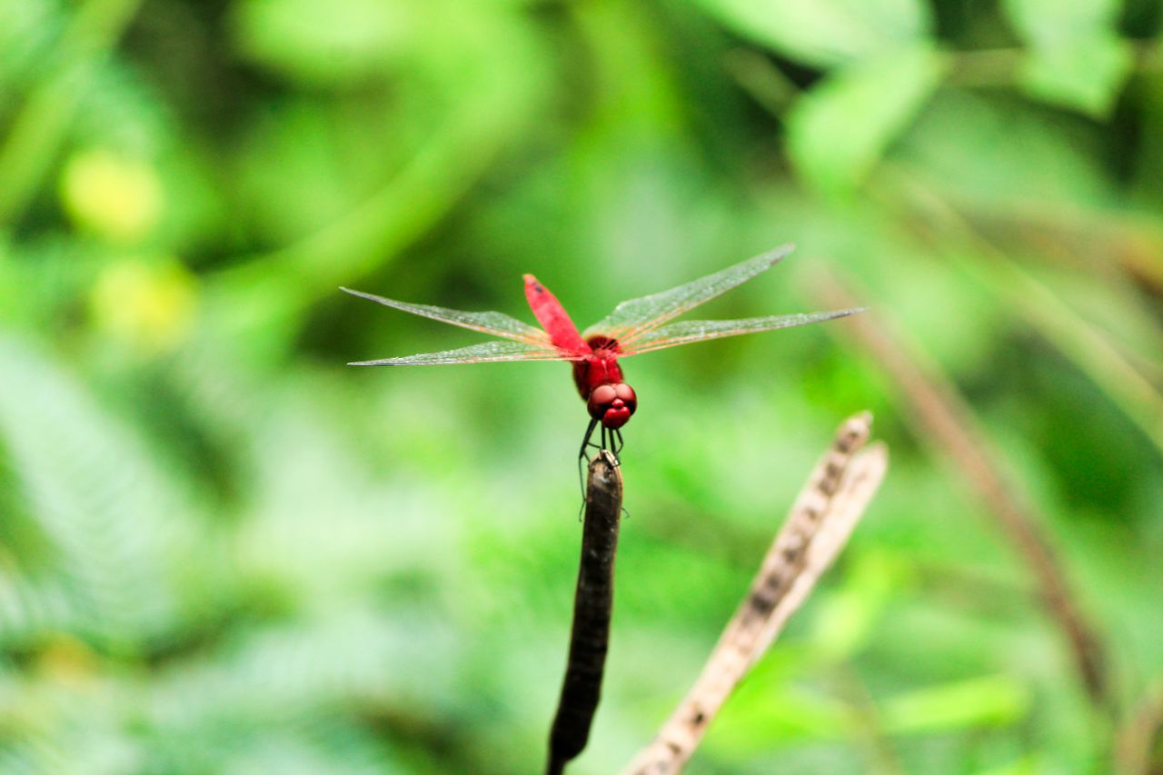 a vivid scarlet dragonfly perched on a twig amidst lush green foliage