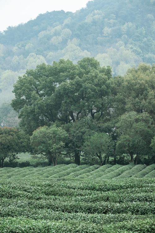 Free A serene landscape of a tea plantation in Hangzhou, featuring vibrant greenery and distant hills. Stock Photo