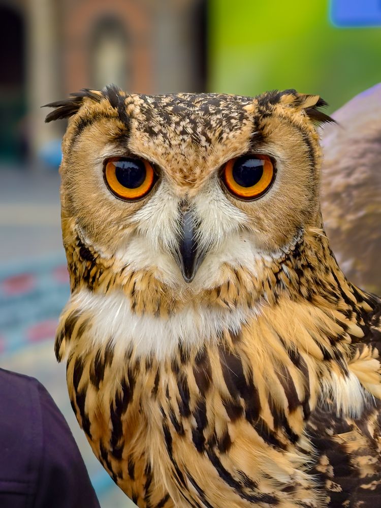 Owl Face Photos, Download The BEST Free Owl Face Stock Photos & HD Images