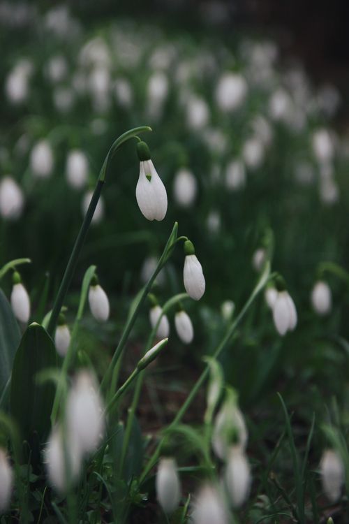 Free A serene close-up of snowdrops blooming, showcasing their delicate white petals amidst lush green leaves. Stock Photo