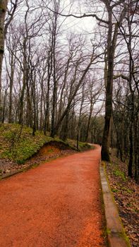 A tranquil path through a winter forest with bare trees and earthy tones. Ideal for nature and travel themes.