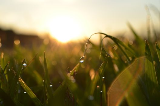 Close-up of dew-covered grass with a vibrant sunrise backdrop in Brazil.