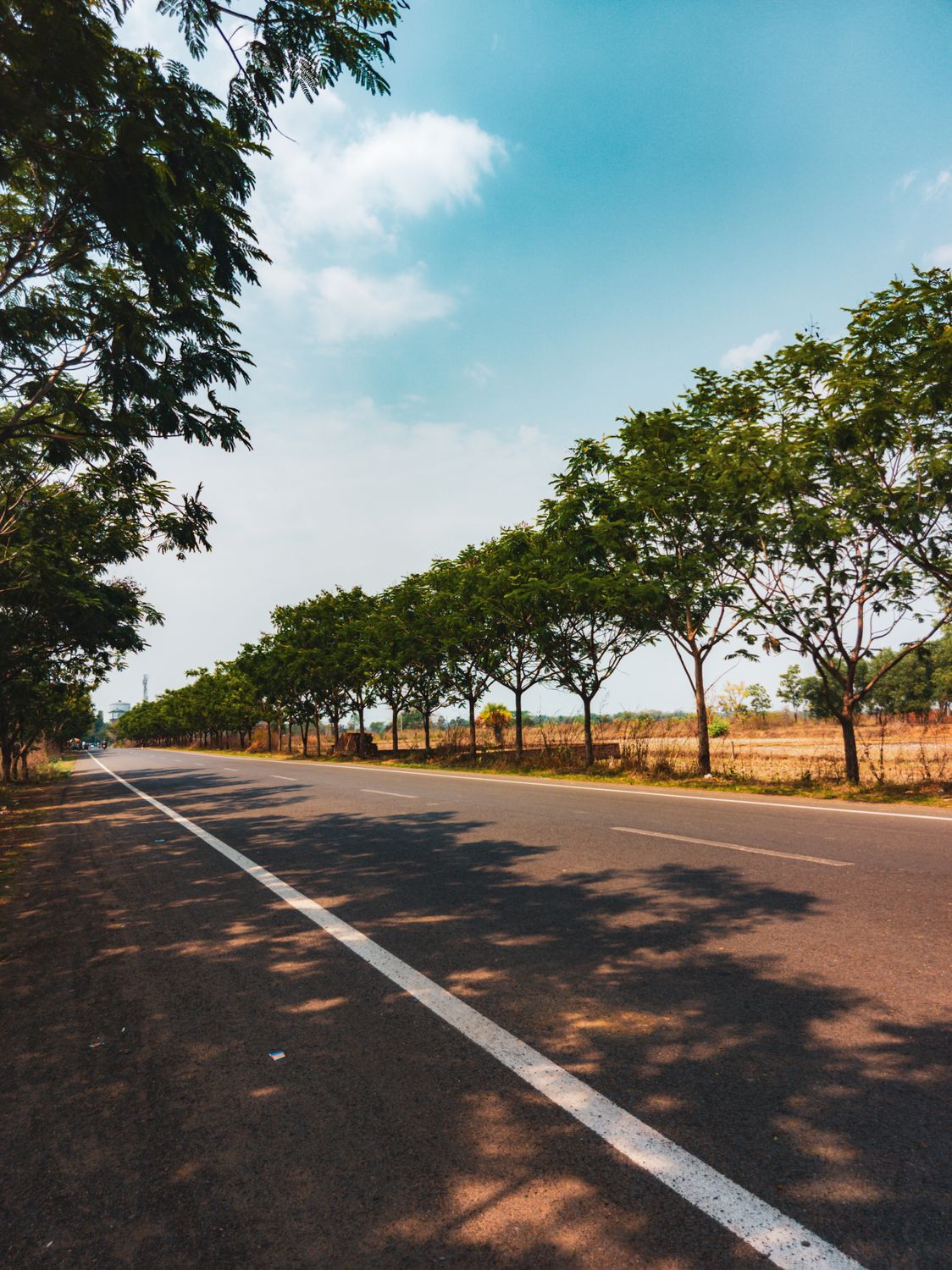Serene Road Lined with Trees Under Blue Sky · Free Stock Photo