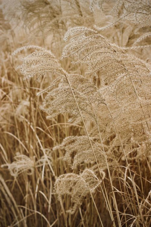 Free Serene image of beige tall grasses swaying gently in the outdoor breeze. Stock Photo