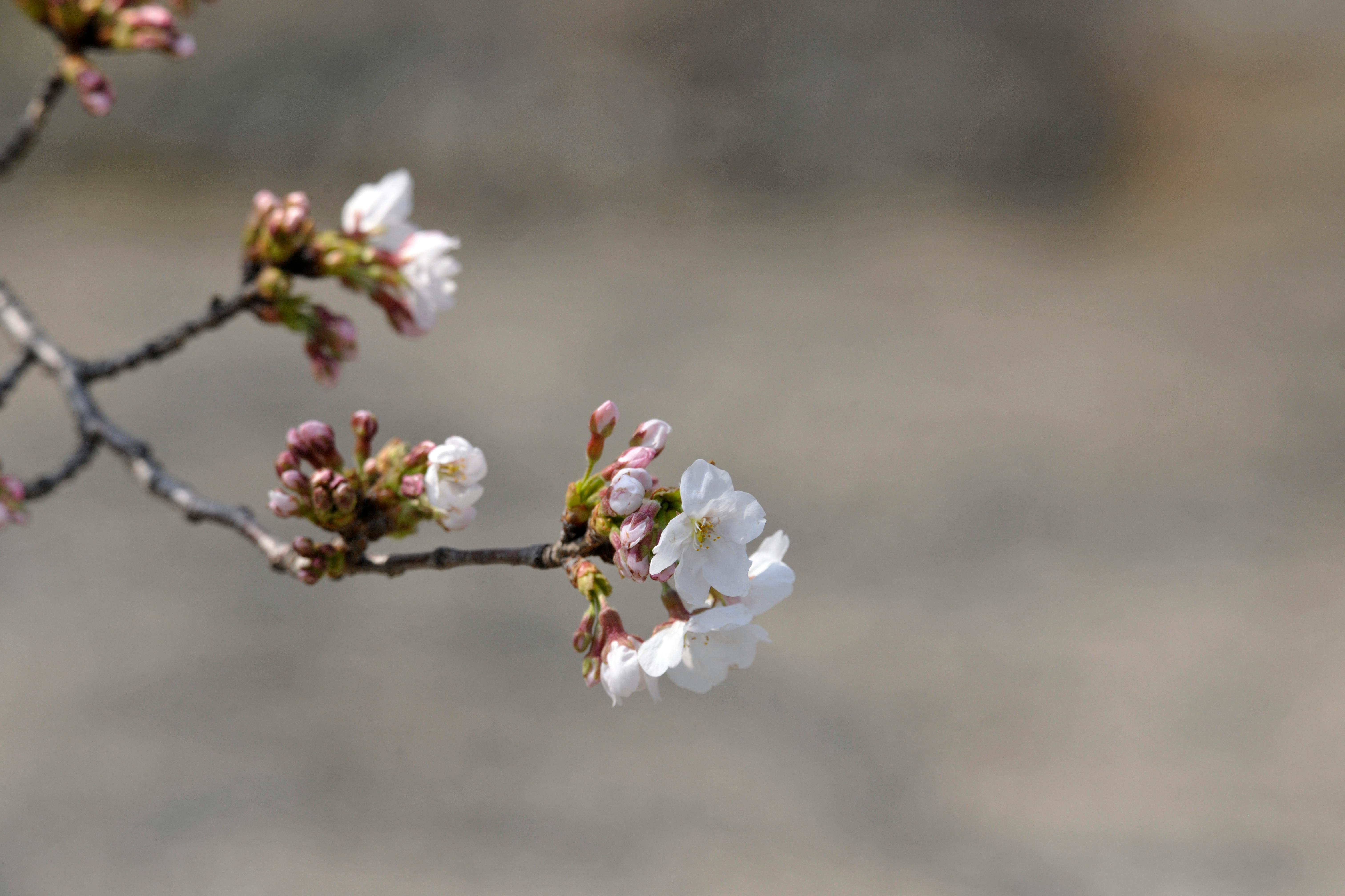 桃 桜 梅 違い 公園でお花見！見分け方