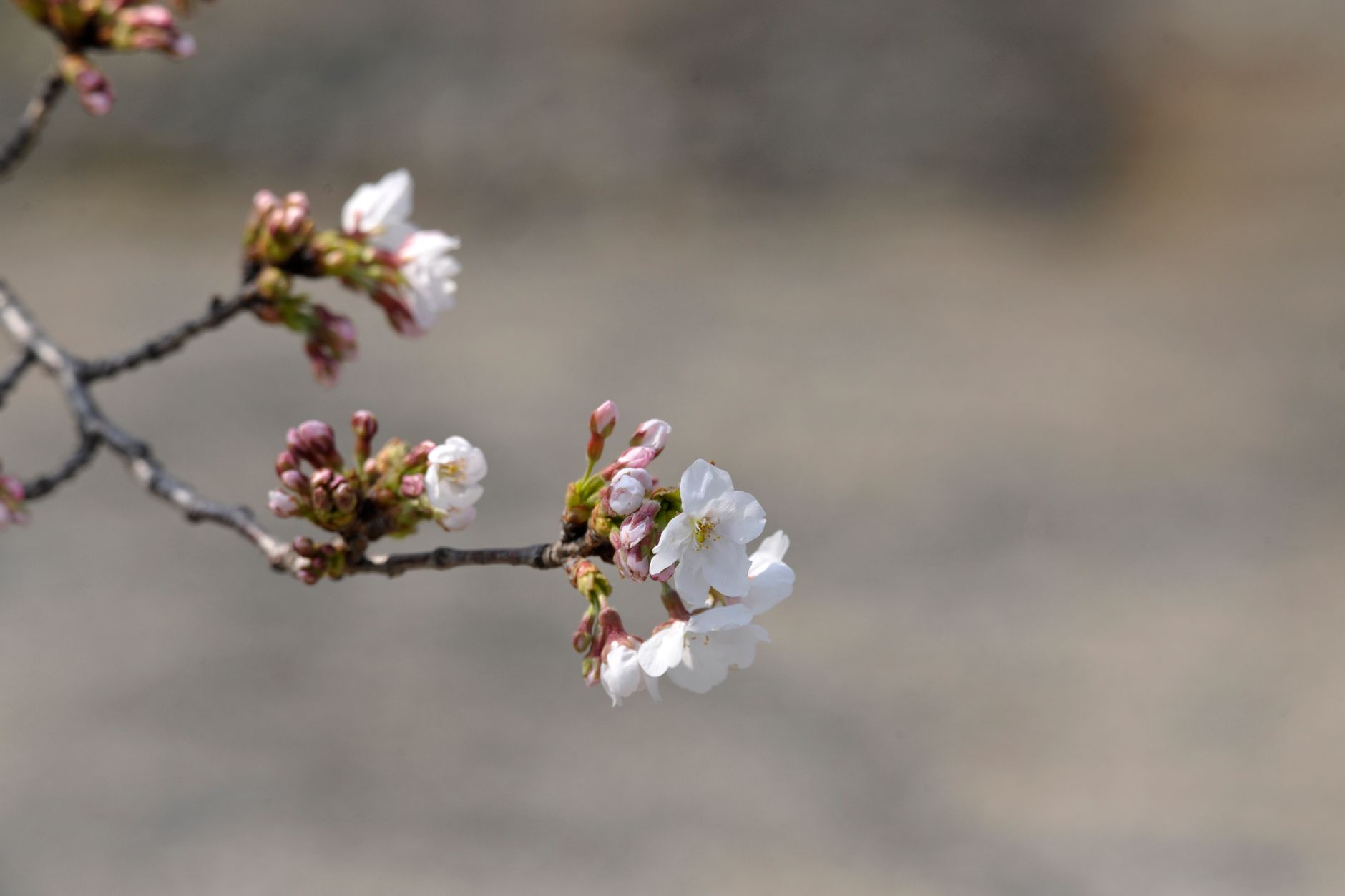 桃 桜 梅 違い 公園でお花見!見分け方