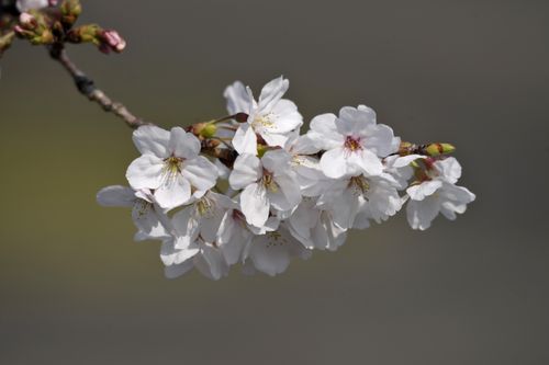 Free A beautiful close-up of cherry blossoms on a branch in full bloom, symbolizing spring in Japan. Stock Photo