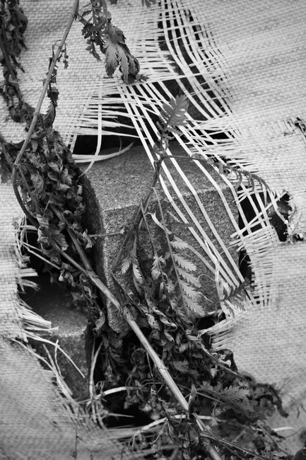 Black and white abstract image featuring torn fabric with leaves intertwined.