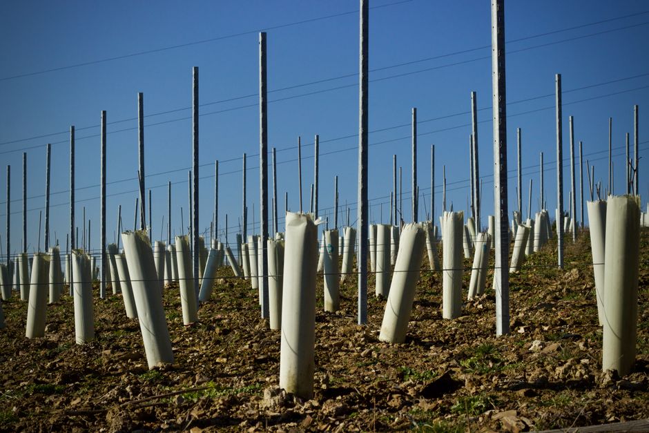 Rows of young vines in protective tubes and stakes on a vineyard under a blue sky.