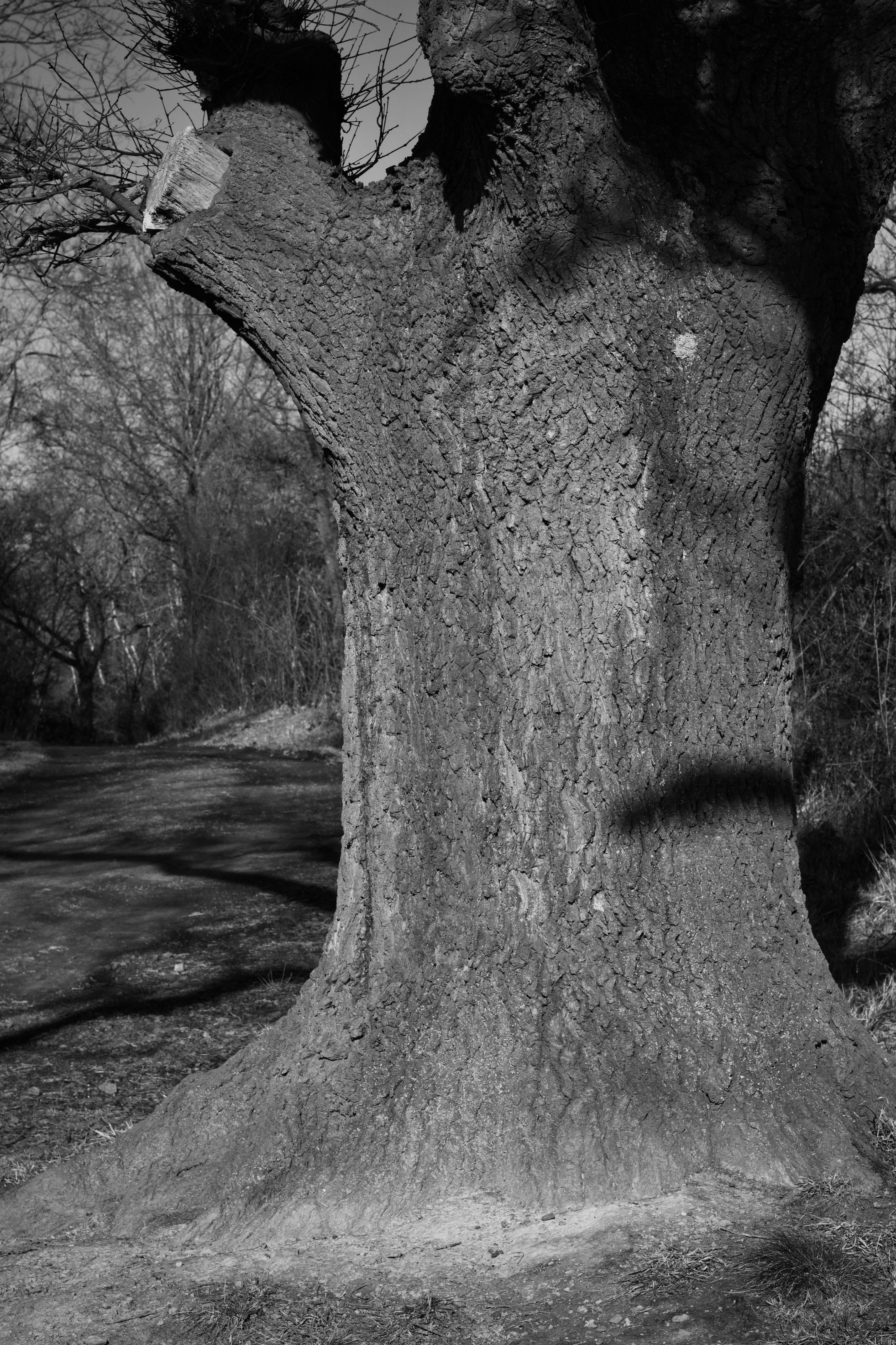 Majestic Oak Tree in a Serene Black and White Landscape · Free Stock Photo