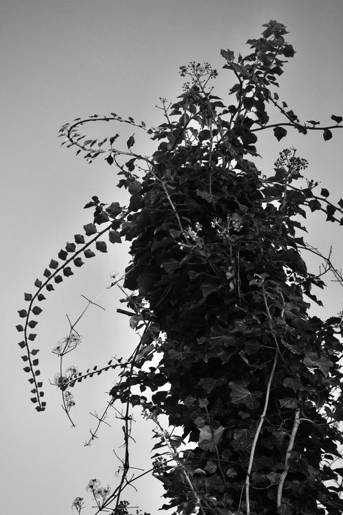 Free Monochrome image of ivy climbing towards the sky, emphasizing natural growth. Stock Photo