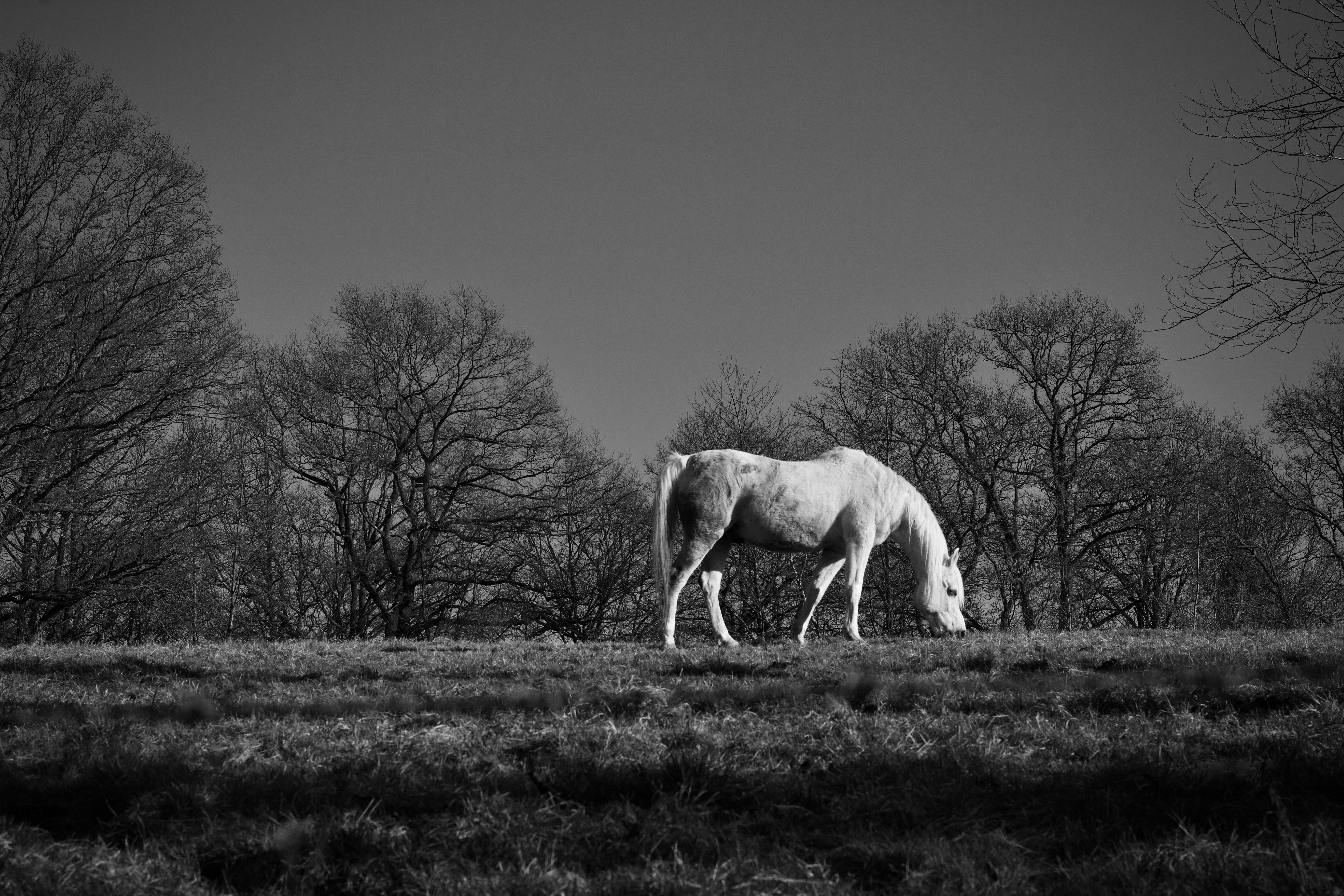 Black and White Horse Grazing in Winter Landscape · Free Stock Photo