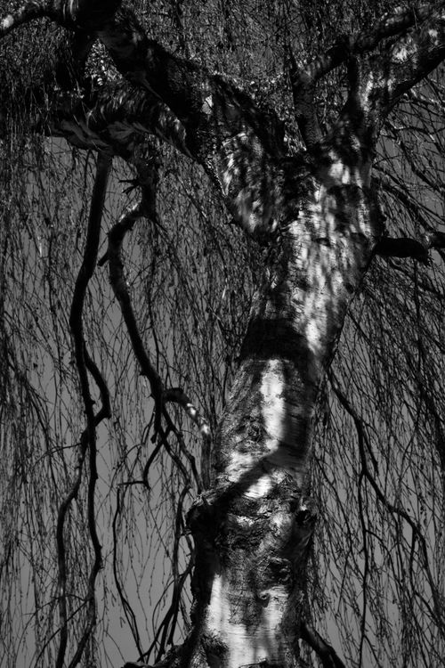 Free Striking black and white image of a tree with textured bark and bare branches against the sky. Stock Photo