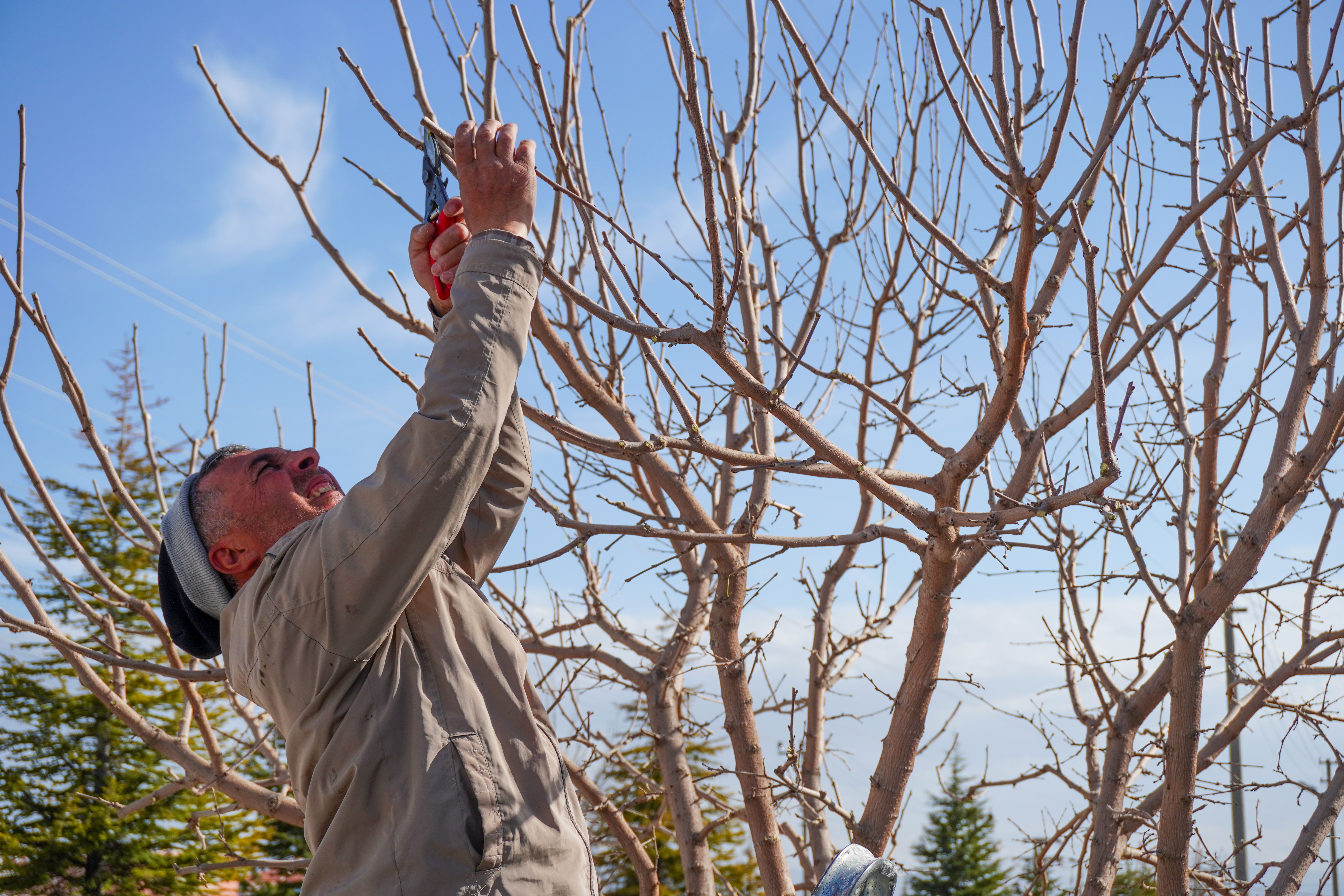 An adult man pruning bare trees in a garden in spring in Niğde, Türkiye.