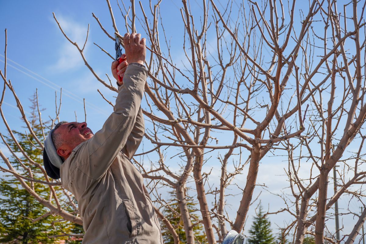 Tailler ses arbres fruitiers : quand et comment - Pourquoi tailler ses arbres fruitiers ?