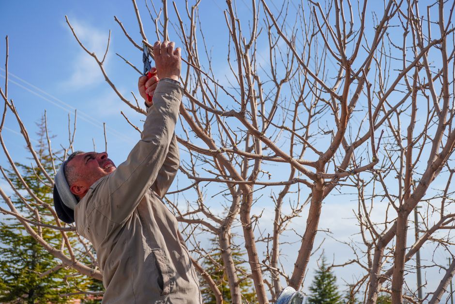 Man pruning fruit tree branches with secateurs — when to trim pear trees Surrey BC