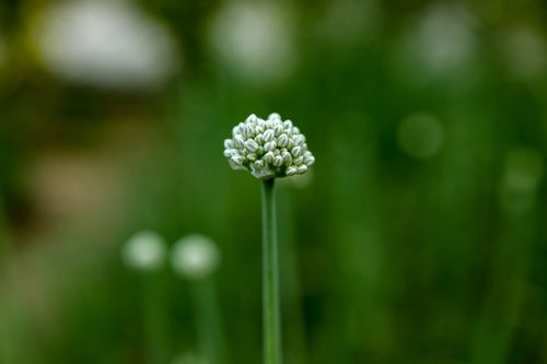 Free Macro shot of an emerging onion flower bud in a green garden setting, showcasing detailed textures. Stock Photo
