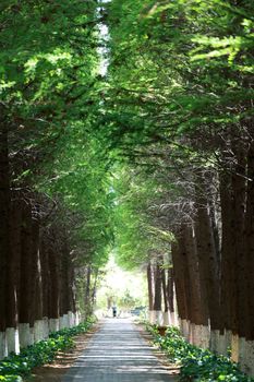 A peaceful tree-lined pathway in a lush green forest, offering tranquility and natural beauty.
