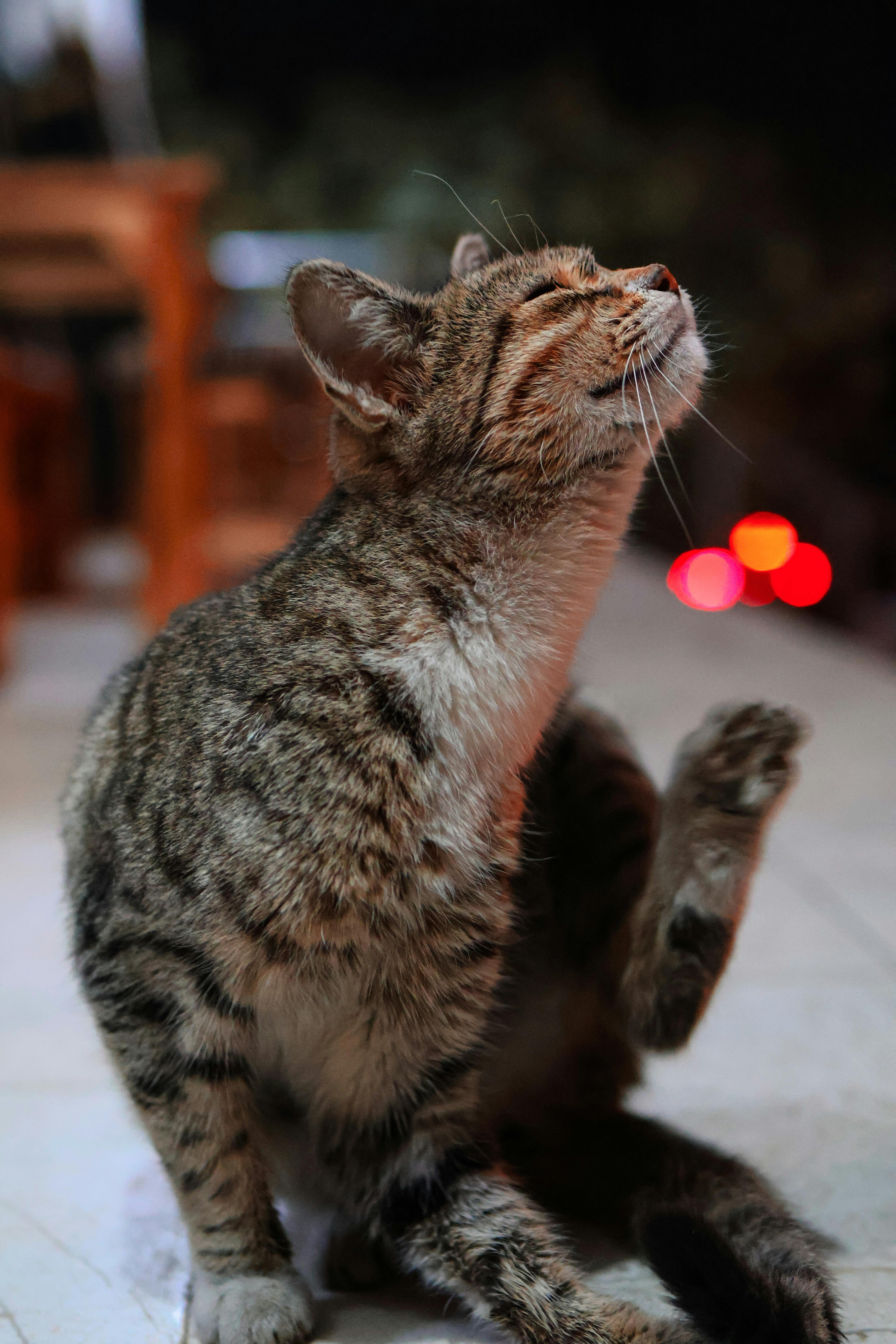 A tabby cat scratching itself on an outdoor terrace in Kocaeli at night.