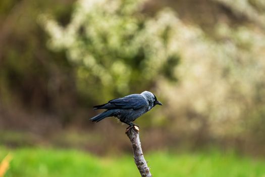 crow photo