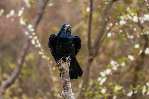 crow photo