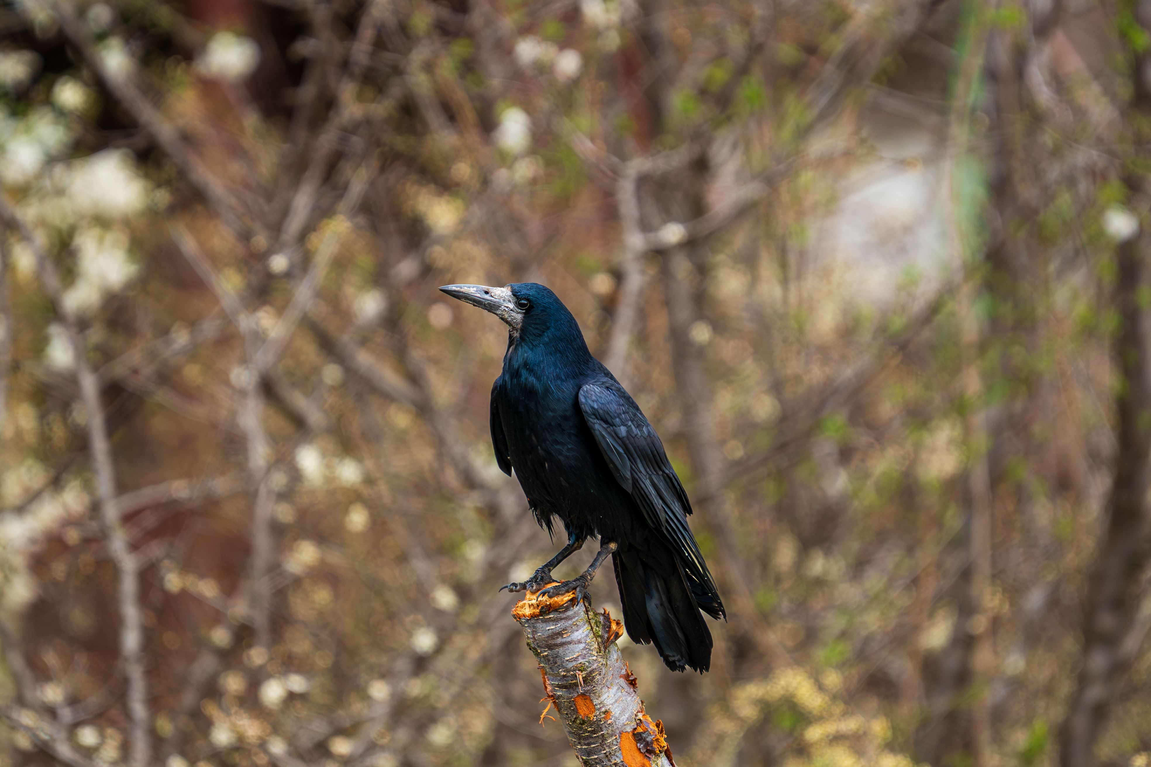 Solitary Crow on Branch in a Spring Forest · Free Stock Photo