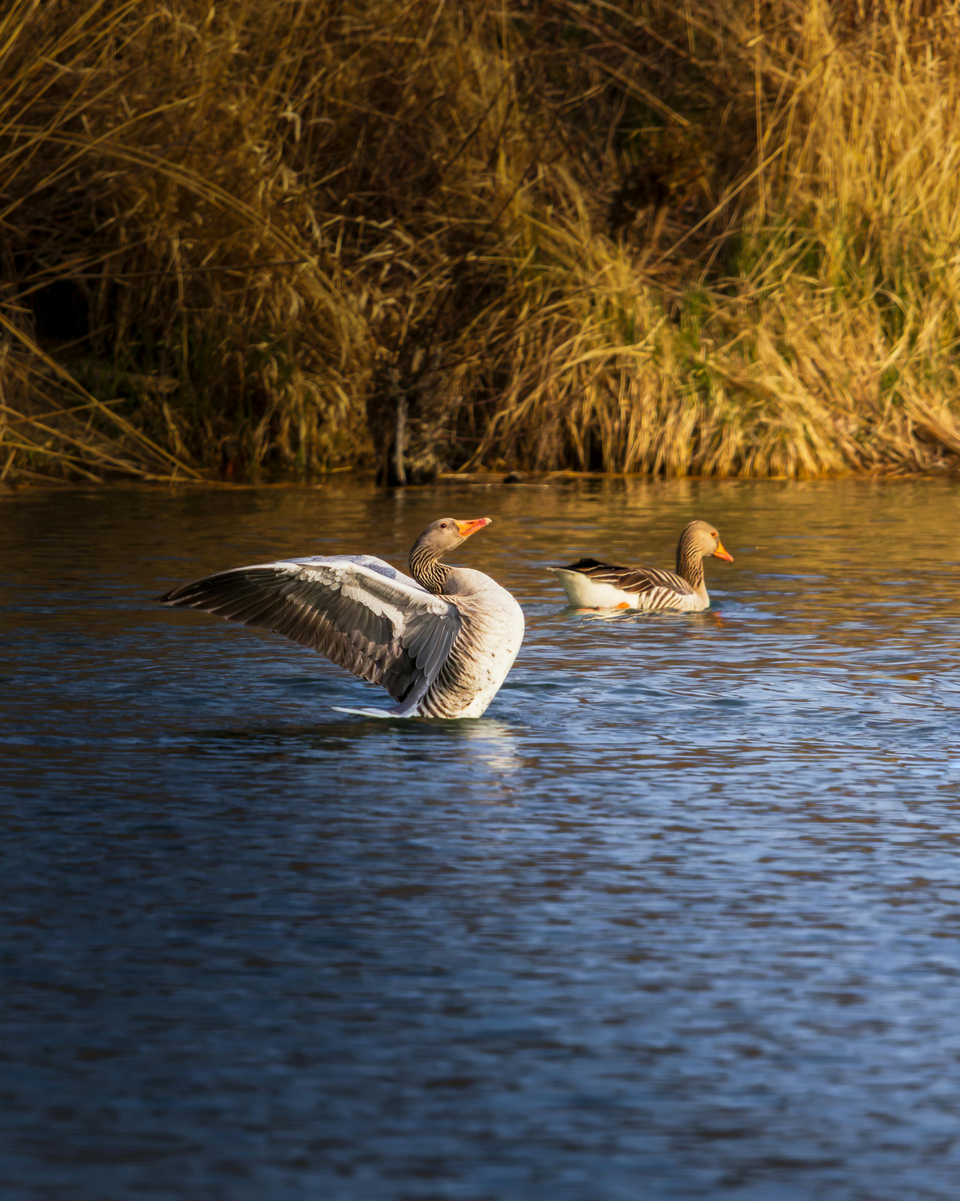 Pair of greylag geese swimming in autumn pond in Waldkraiburg, Germany.