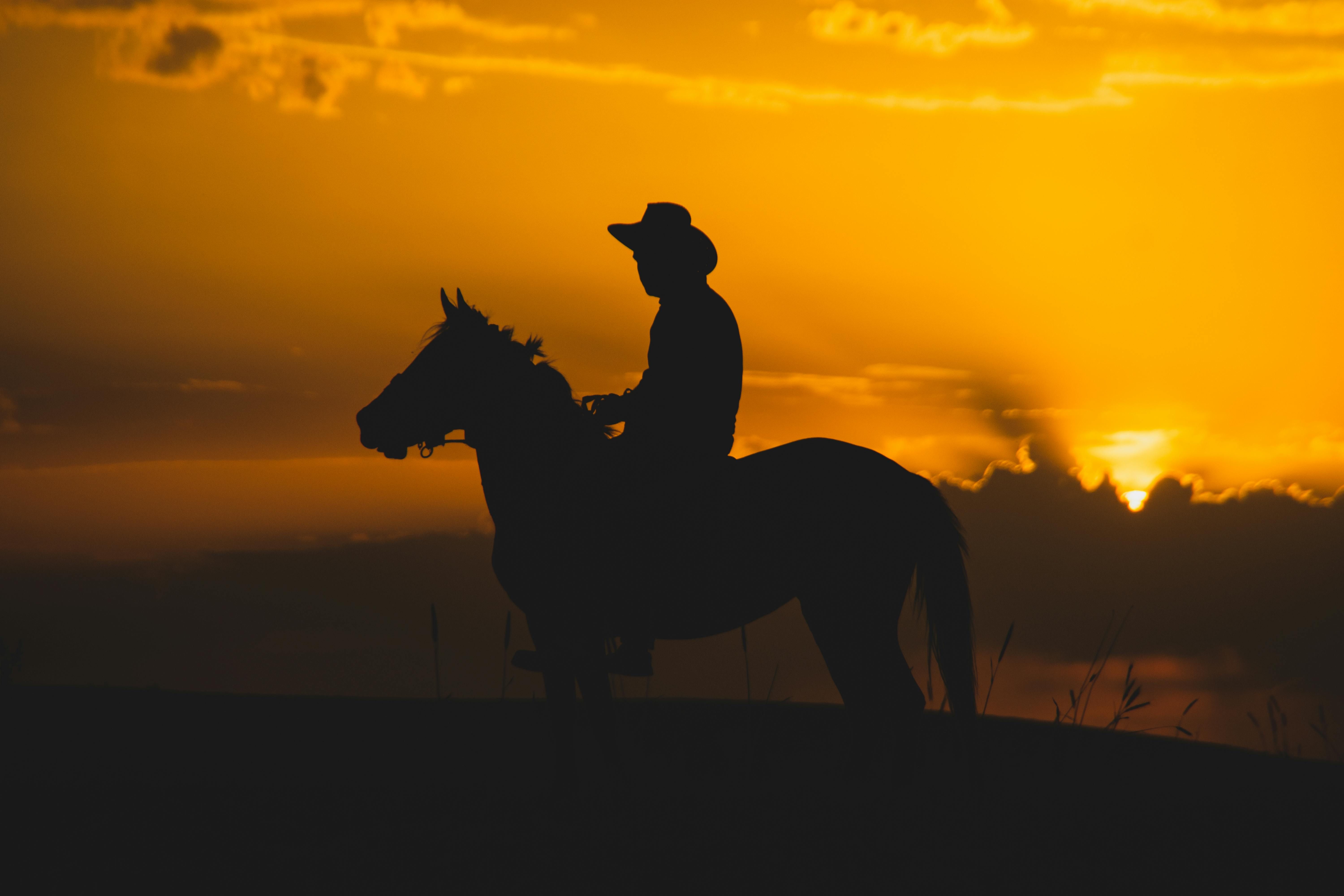 outlaw horses