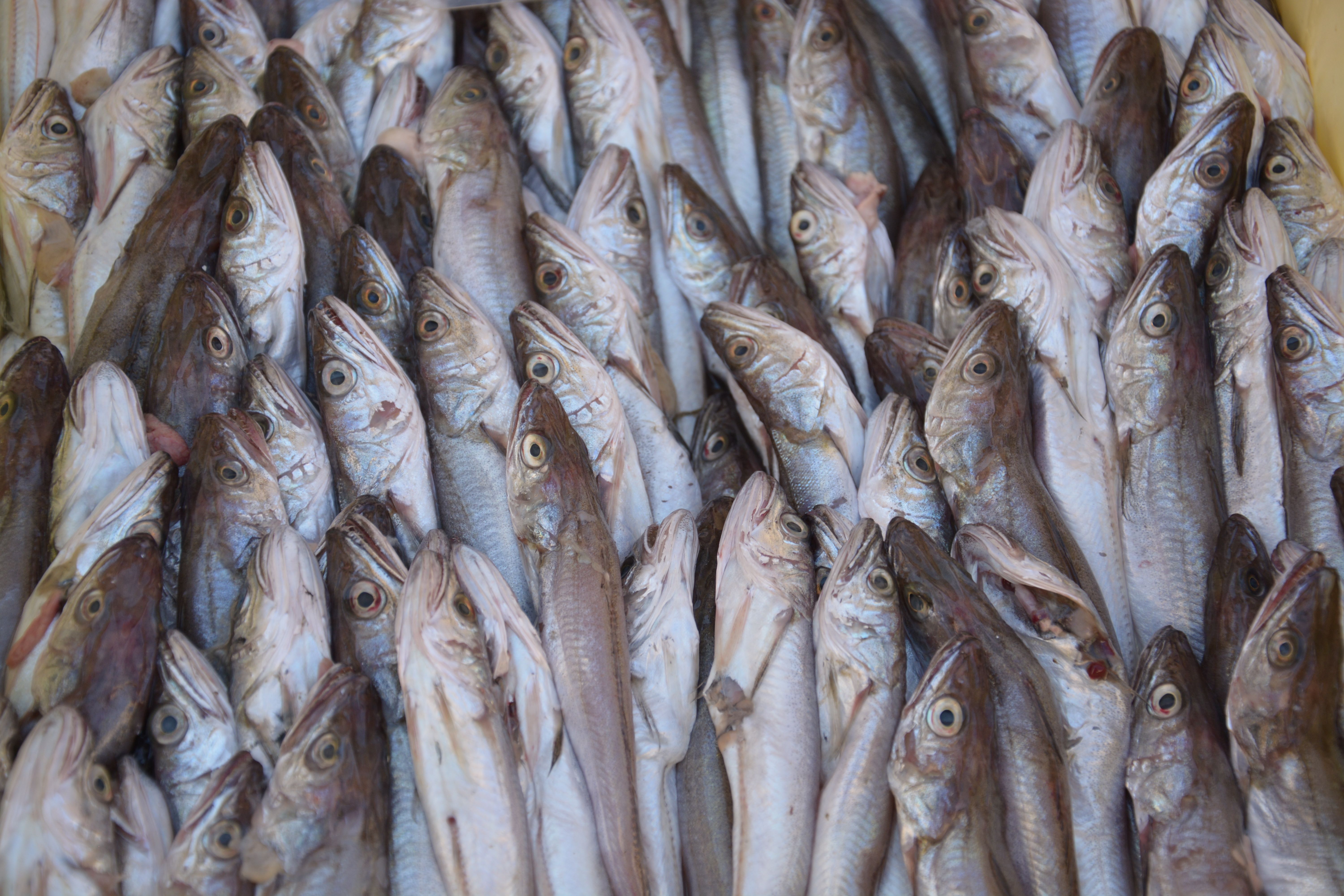 Pesce fresco selezionato ogni mattina per il Ristorante Tilt 2