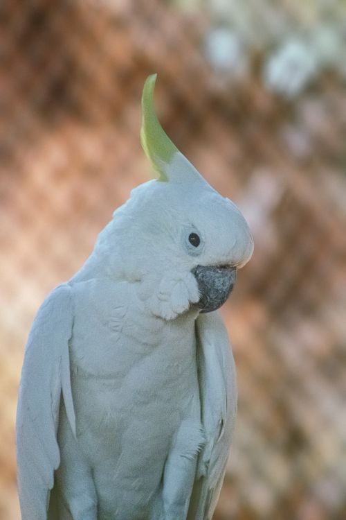 Free Close-up of a white cockatoo showing its crest, featuring soft and bright plumage. Stock Photo