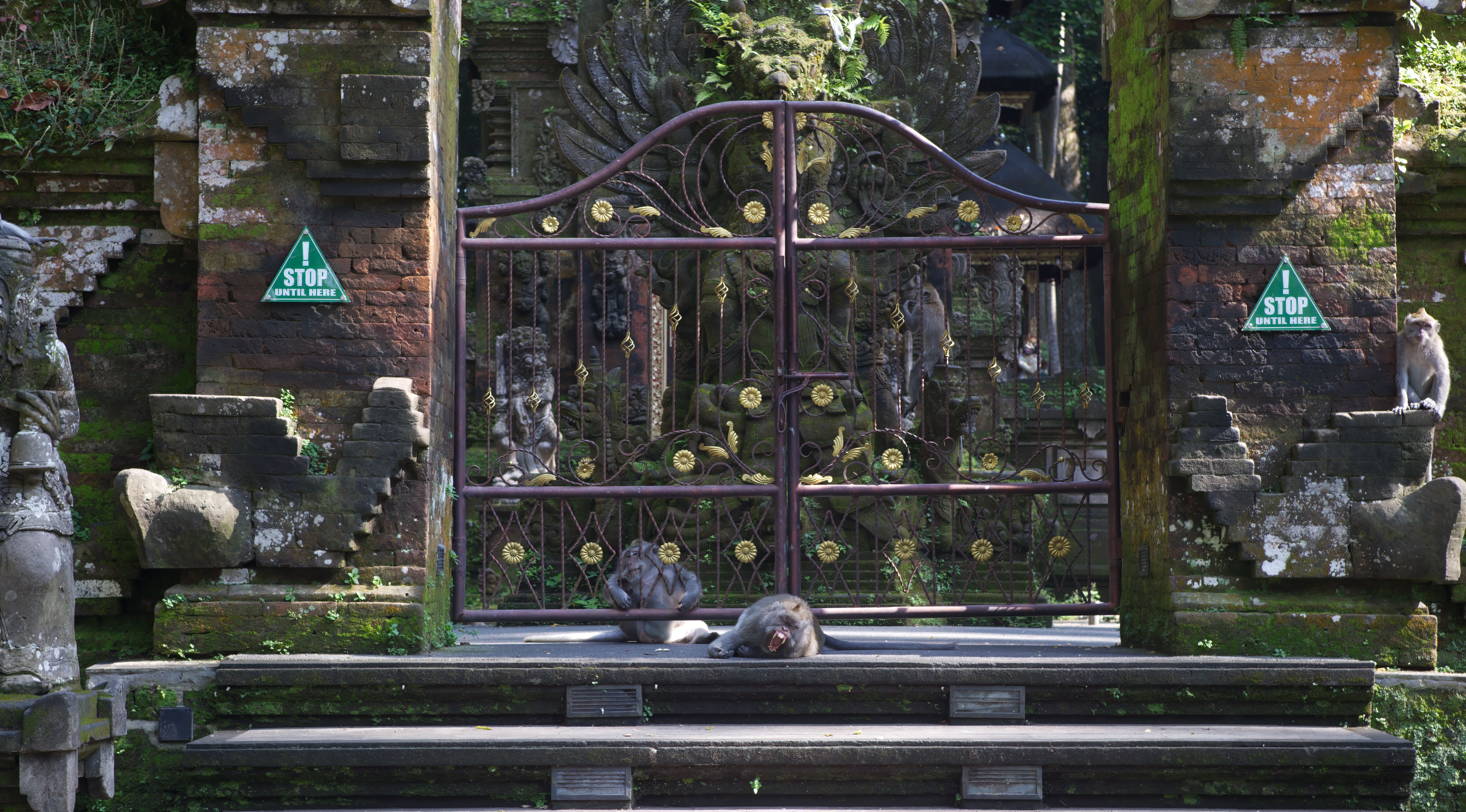 Monkeys playing among ancient trees in Ubud Monkey Forest, Bali, Indonesia