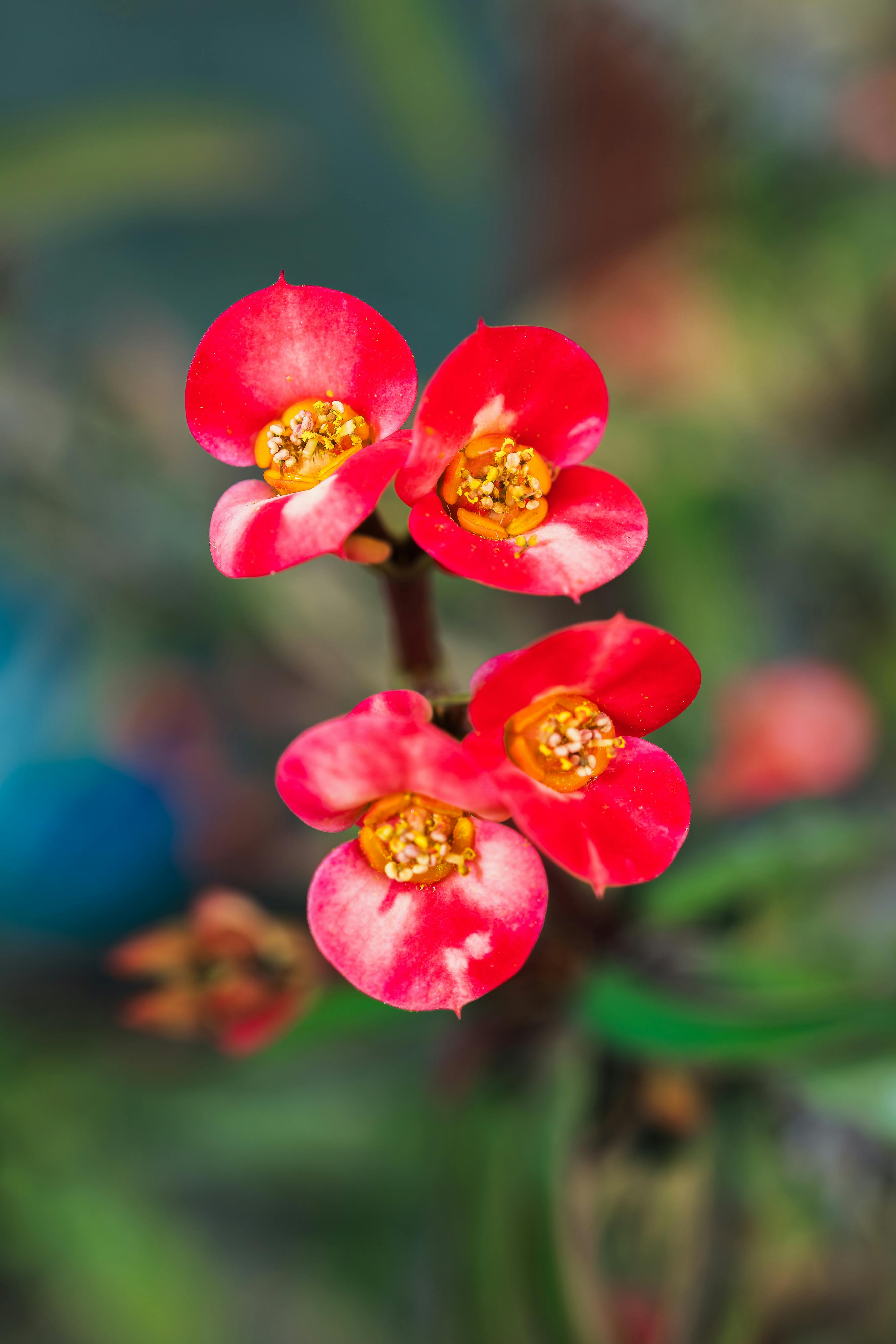 [ColoSach]-close-up-of-vibrant-red-euphorbia-flowers,-showcasing-their-intricate-details-in-focus-against-a-blurred-natural-background.
